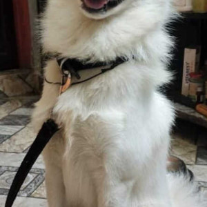 Missing: White Male Pomeranian Dog from Bicholim bus stand, Bicholim - Goa-2
