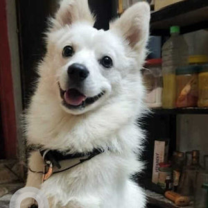 Missing: White Male Pomeranian Dog from Bicholim bus stand, Bicholim - Goa