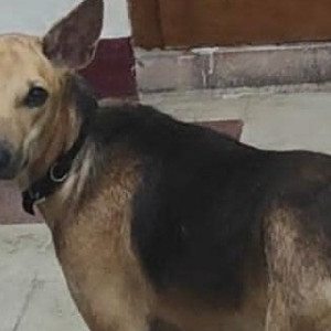 Found: Black and Brown Male Indie Dog from Avvail Shanmugam salai 1st lane ,Royapettah