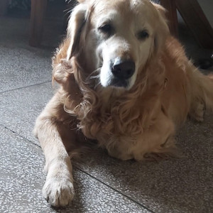 Found: Golden Male Golden Retriever Dog from Colva, 2nd Ward