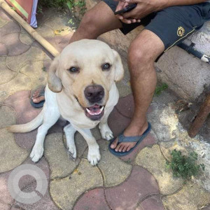 Found: Light Brown Male Labrador Dog from natural icecream, Karve Road