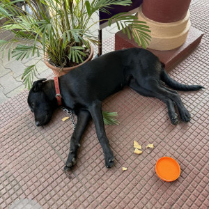 Found: Black Male Labrador Dog from Near Don Bosco