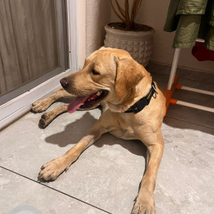 Found: Brown Male Labrador Dog from near kharadi bypass