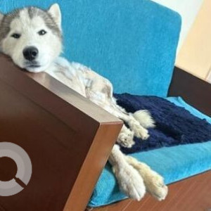 A White and Grey Husky Dog Missing from Malleswaram, Bengaluru