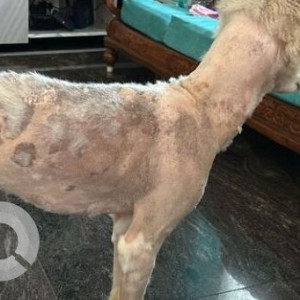 A White and Grey Husky Dog Missing from Malleswaram, Bengaluru-2