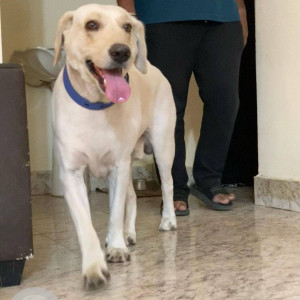 Found: White Male Labrador Dog from JP Nagar-2