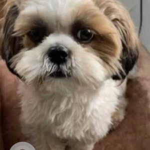 Missing: White-Brown Mix Male Shih Tzu Dog from Uppal Bhagayath, Hyderabad