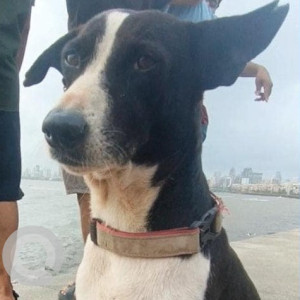 Missing: Black and White Male Indie Dog from Marine drive