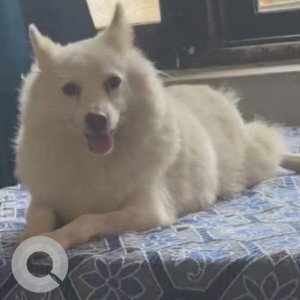 Missing: White Female Pomeranian Dog from Village Mari Mustafa, near Moga, Punjab