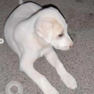 A White-Brown Mix Indie Dog Missing from Vimanapura, Bengaluru-2