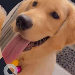 Missing: Golden Female Golden Retriever Dog from Sector 3, Rohini, Delhi-2