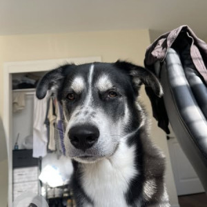 Missing: Black and White Male Indie Dog from Austin, Texas at St Edwards university
