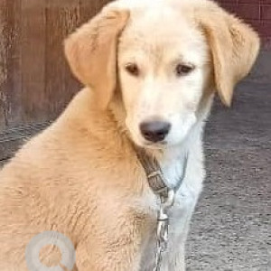 Missing: Brown Male Indie Dog from Chandbagh School, Bansbari-4