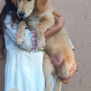 Missing: Brown Male Indie Dog from Chandbagh School, Bansbari-3