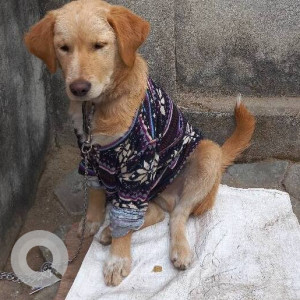Missing: Brown Male Indie Dog from Chandbagh School, Bansbari