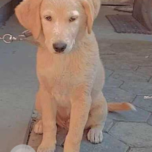 Missing: Brown Male Indie Dog from Chandbagh School, Bansbari-2