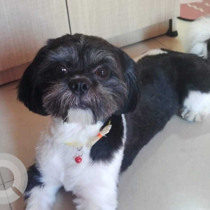 Black and White Male Shih Tzu Dog is Missing from Mudichur area