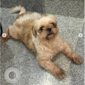 A White and Grey Shih Tzu Dog Found from Krishnarajapura, Bengaluru-2
