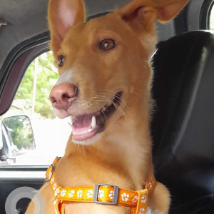 Missing: Brown Male Indie Dog from Ghod Dod Road, opposite Indore Stadium