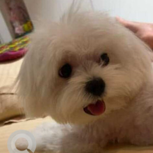 Missing: White Male Maltese Dog from Banshankari's Stage near TCL TV Showroom