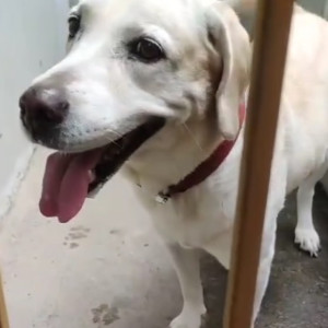 Found: White Female Labrador Dog from Arekere Mico Layout, Bengaluru