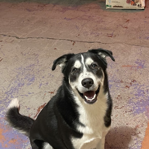 Missing: Black and White Male Indie Dog from Austin, Texas at St Edwards university-2