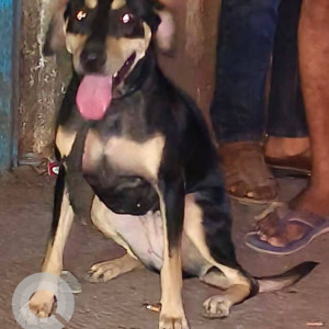 Found: Black and Brown Male Indie Dog from Vinay nagar Arkade art building