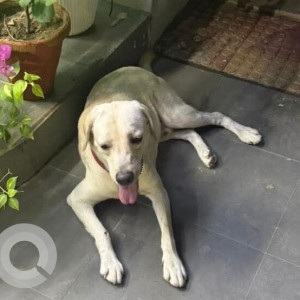 A White Labrador Dog Found from Dwarka, New Delhi