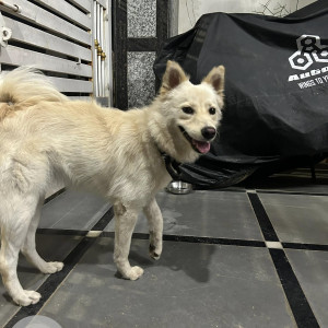 A White-Brown Mix Pomeranian Dog Found from Narsingi, Hyderabad