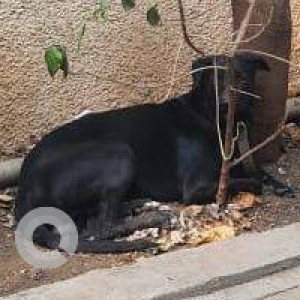 Found: Black and White Male Indie Dog from Anmol Residency, Kalewadi phata, Wakad-2