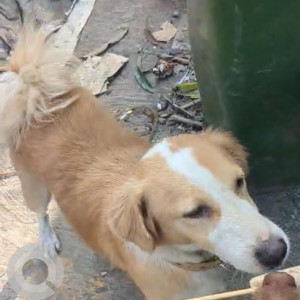 Missing: White-Brown Mix Male Indie Dog from Malwani church Chikuwadi