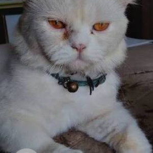 Found: White Male Persian Cat from Nanavati Hospital, Vile Parle opposite Grasshopper Restaurant-2