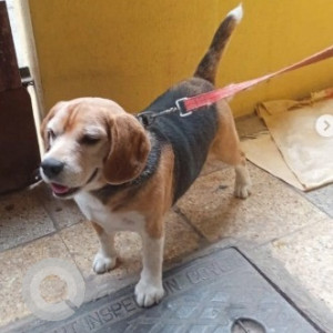 A Black and Brown Beagle Dog Found from Banashankari 2nd Stage, Bengaluru-2