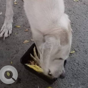 Found: White Male Indie Dog from Gurudwara Colony Lohegaon