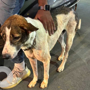 Found: White-Brown Mix Male Indie Dog from Nine Hills Society, NIBM Road
