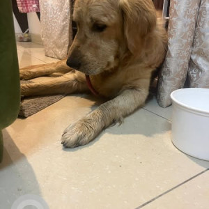 Found: Golden Male Golden Retriever Dog from Electronic City phase 1-2
