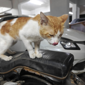A White-Brown Mix Indie Cat Found from Dhayari, Pune-3