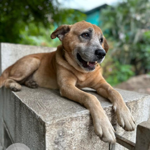 Missing: White-Brown Mix Male Indie Dog from Yewlewadi Vica Godown-2