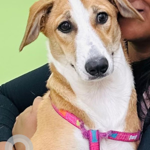 Missing: White-Brown Mix Female Indie Dog from Marunji main road area