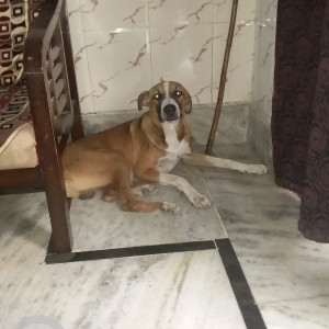 Brown Male Indie Dog is Missing from Gali number 6 f block Ganga vihar near Gokulpuri