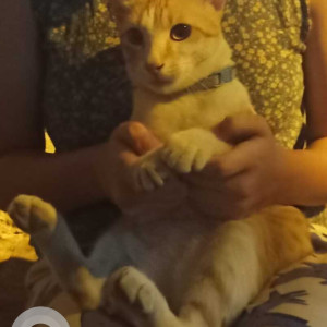 Found: Orange Male Indie Cat from Ganganagar-2