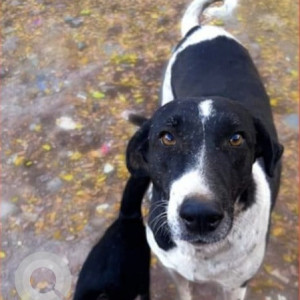 Missing: Black and White Female Indie Dog from Ganpati Temple, Vanshaj Society, Pingle Vasti, Mundhwa