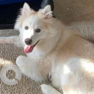 Missing: White Male Pomsky Dog from Gardner, Kansas