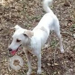 Missing: White Female Indie Dog from Shanti Campus Society, Mulund - (West)