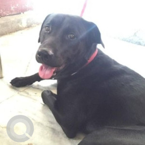 Missing: Black Male Indie Dog from Oshiwara, Andheri West