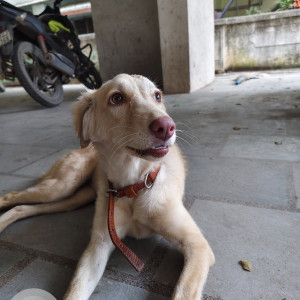 A White-Brown Mix Indie Dog Found from Sus, Pune