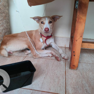 Found: White-Brown Mix Female Indie Dog from Quitla, Aldona, Goa-2
