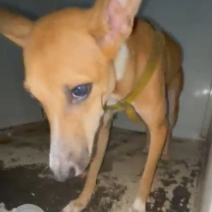 Found: Brown Female Indie Dog from Santacruz West-2