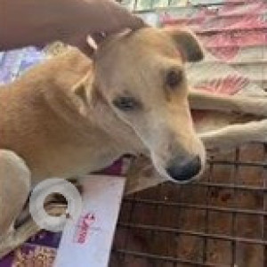 Missing: Brown Female Indie Dog from Gogol Area, Manovikas School