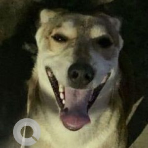 Found: White Male Indie Dog from Vaibhav talkies, Hadapsar